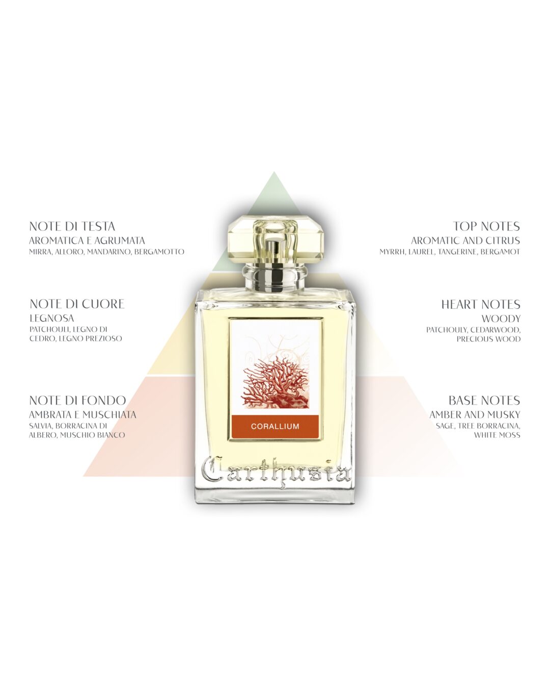 Corallium - Olfactive Pyramid