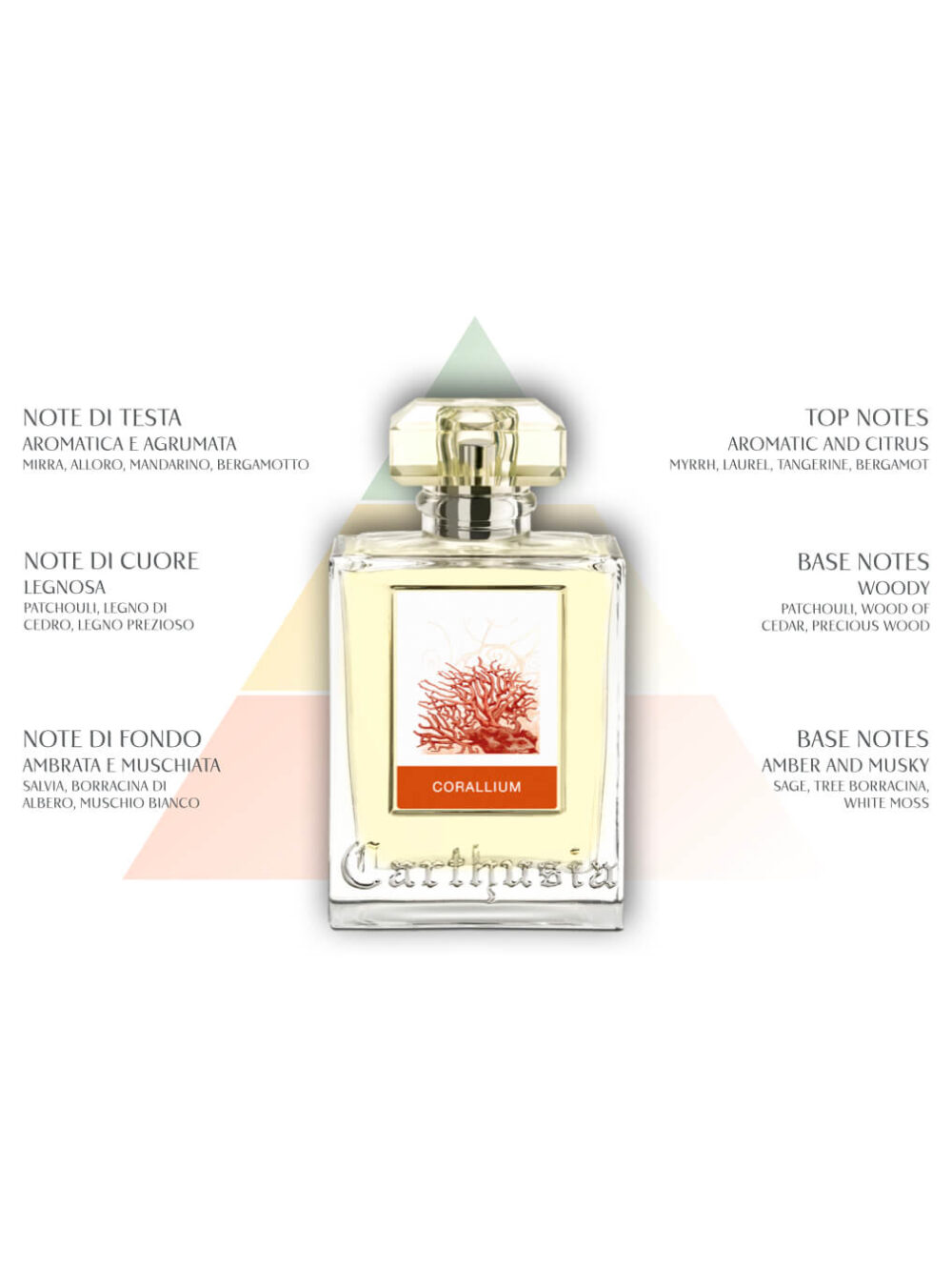 Corallium - Olfactory Pyramid